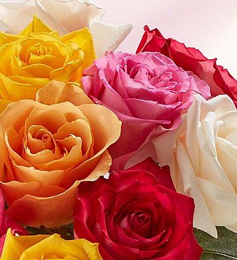 Two Dozen Assorted Roses with Purple Vase