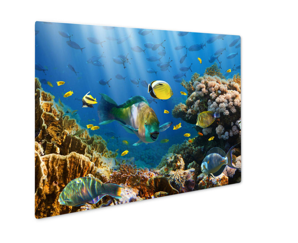 Metal Panel Print, Coral And Fish In The Red Sea Egypt