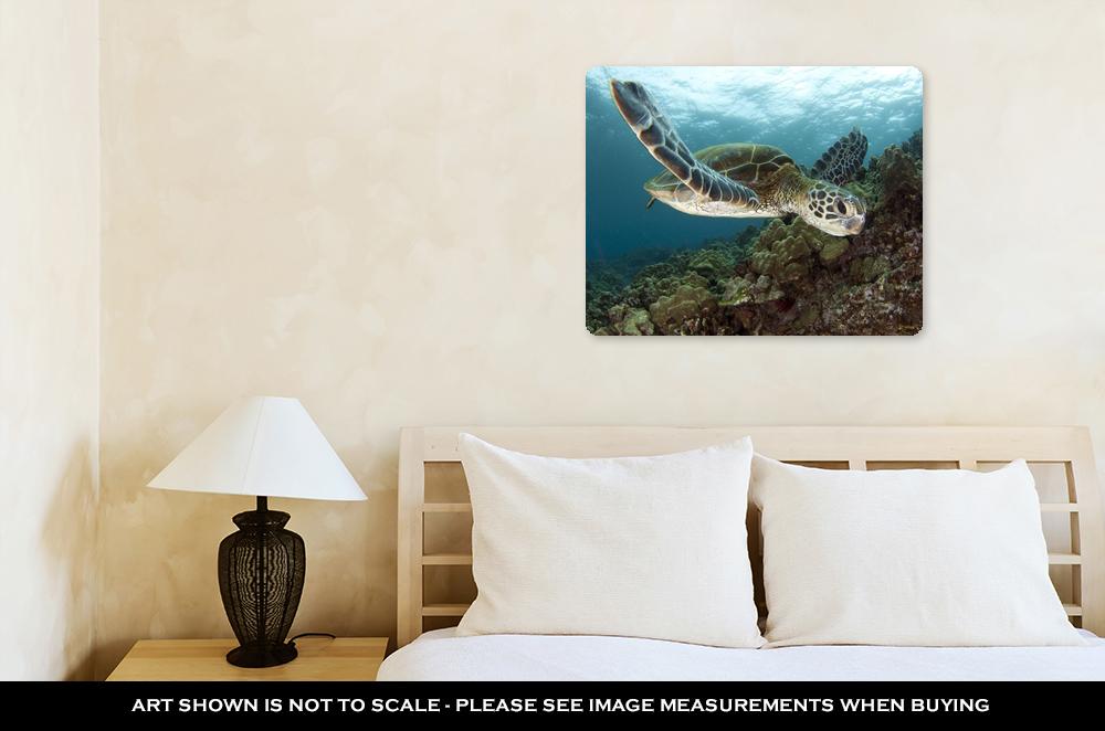 Metal Panel Print, Hawaiian Green Sea Turtles