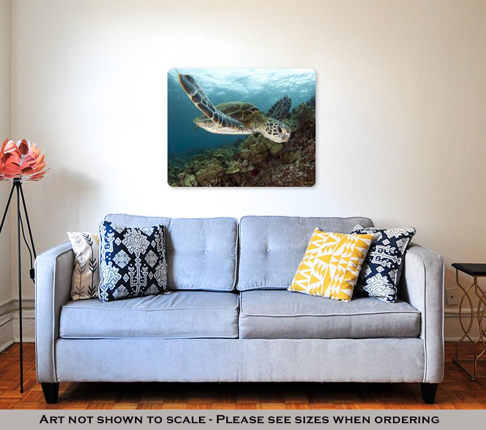 Metal Panel Print, Hawaiian Green Sea Turtles