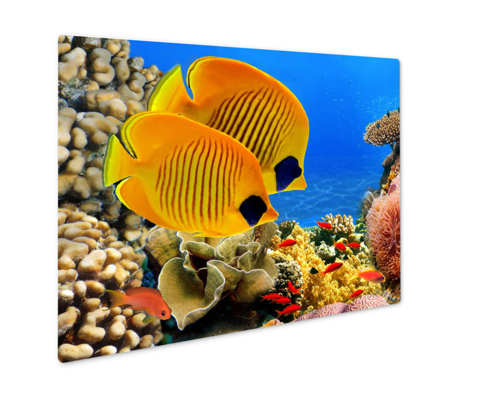 Metal Panel Print, Photo Of A Coral Colony