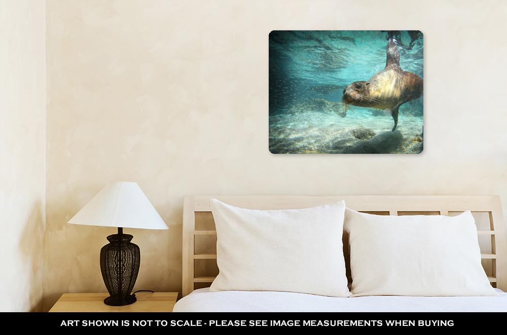 Metal Panel Print, Sea Lion Swimming Underwater In Ocean