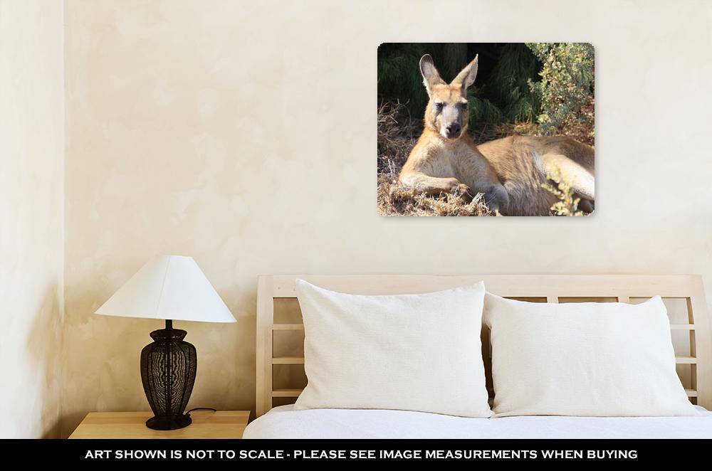 Metal Panel Print, Kangaroo Island Lazy Kangaroo