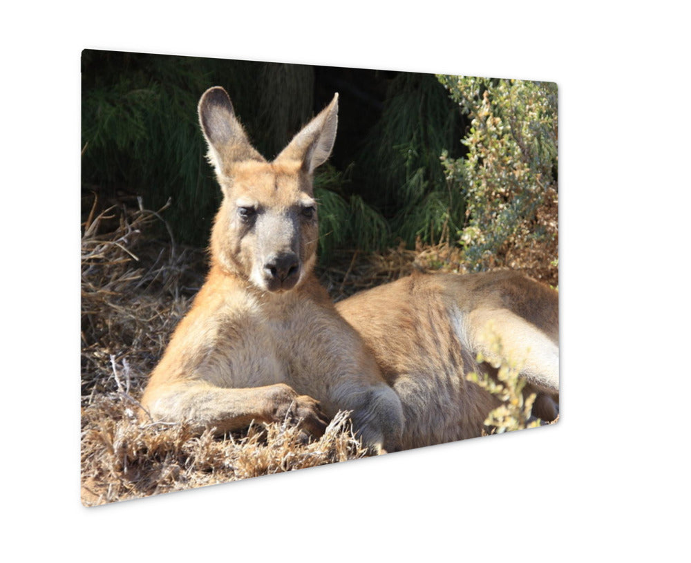 Metal Panel Print, Kangaroo Island Lazy Kangaroo