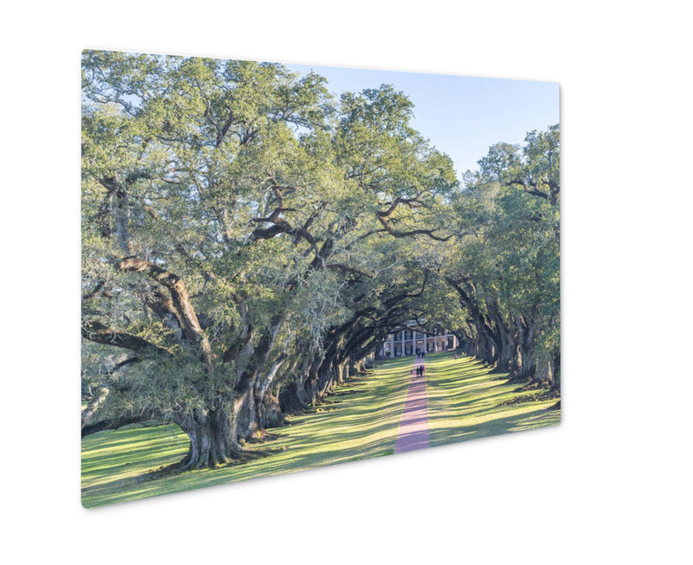Metal Panel Print, Oak Alley Plantation Louisiana