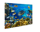 Metal Panel Print, Photo Of A Tropical Fish On A Coral Reef