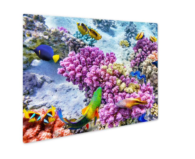 Metal Panel Print, Underwater World With Corals And Tropical Fish