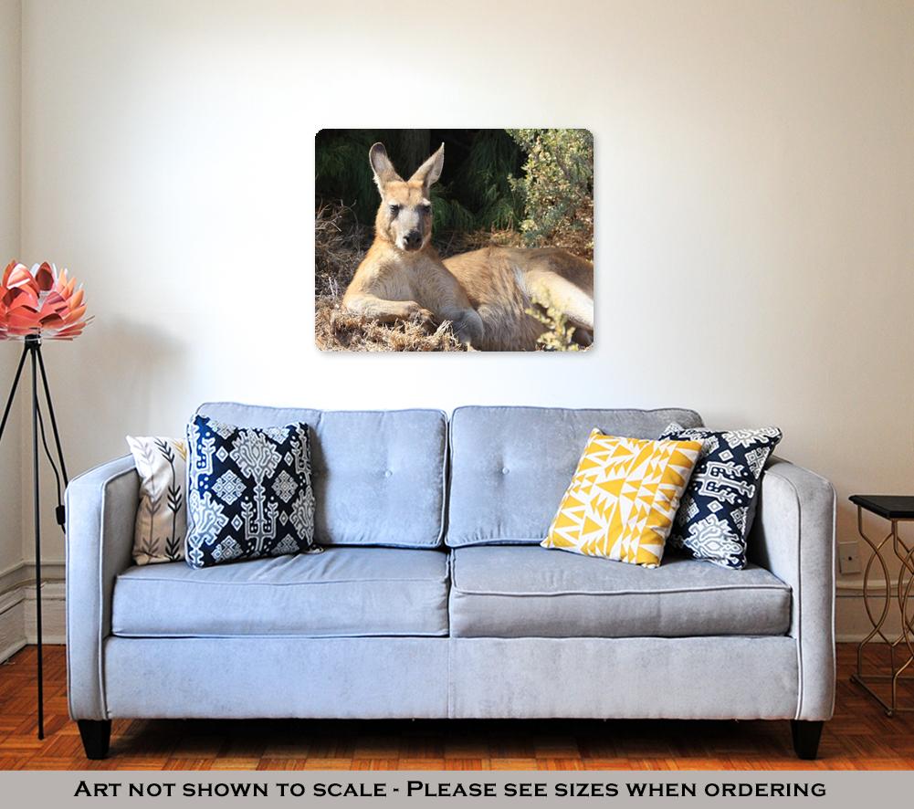 Metal Panel Print, Kangaroo Island Lazy Kangaroo