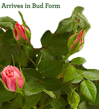 Budding Rose (Large)